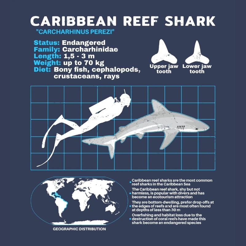 Caribbean Reef Shark Datasheet
