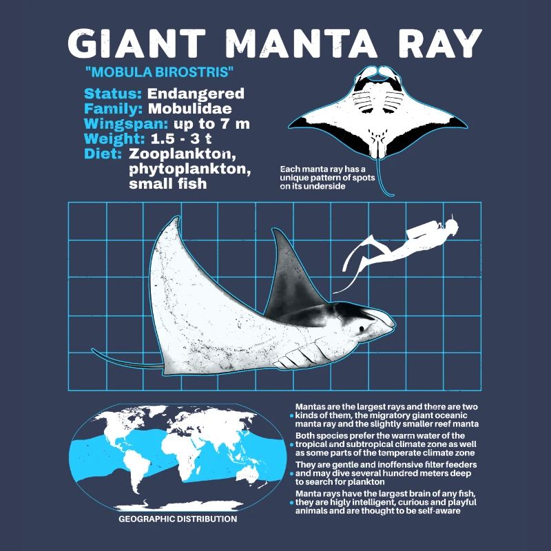 Manta rays Datasheet