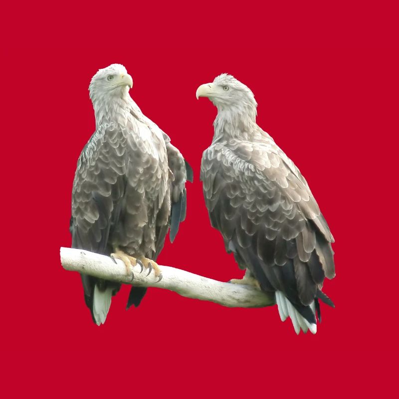 White-tailed eagle