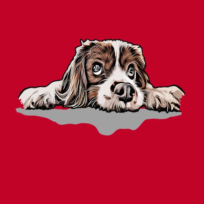 Cavalier King Charles Spaniel