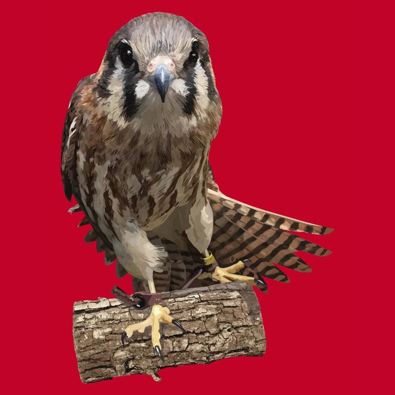 Kestrel