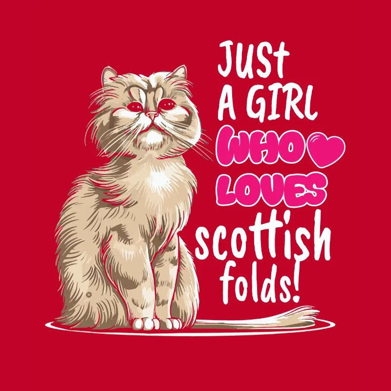 Scottish Fold Cat