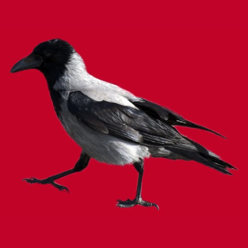 A small step by a crow