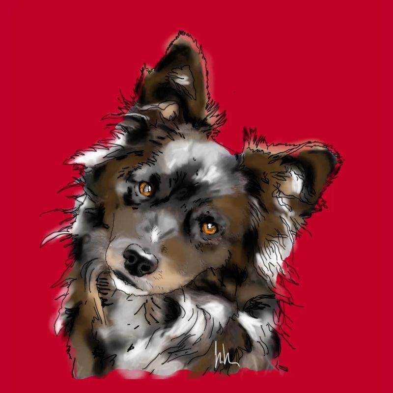Australian Shepherd