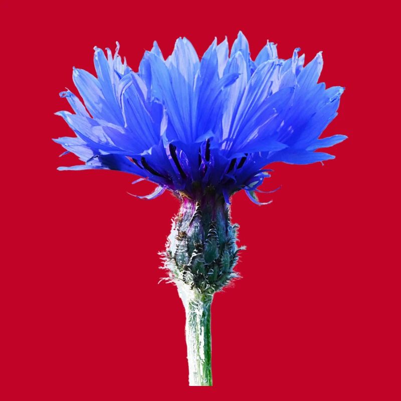Cornflower