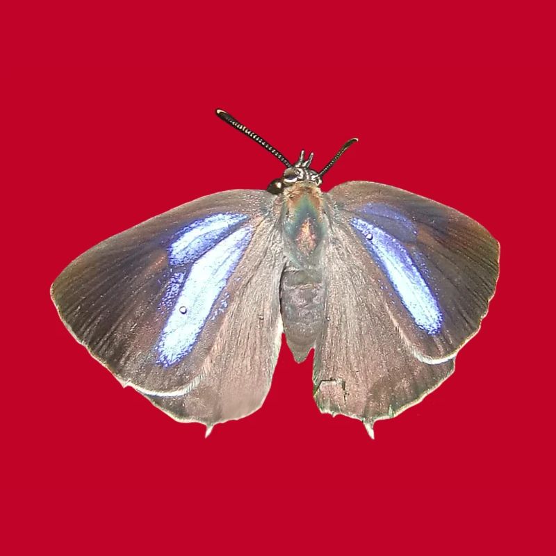 Blauer Eichen-Zipfelfalter