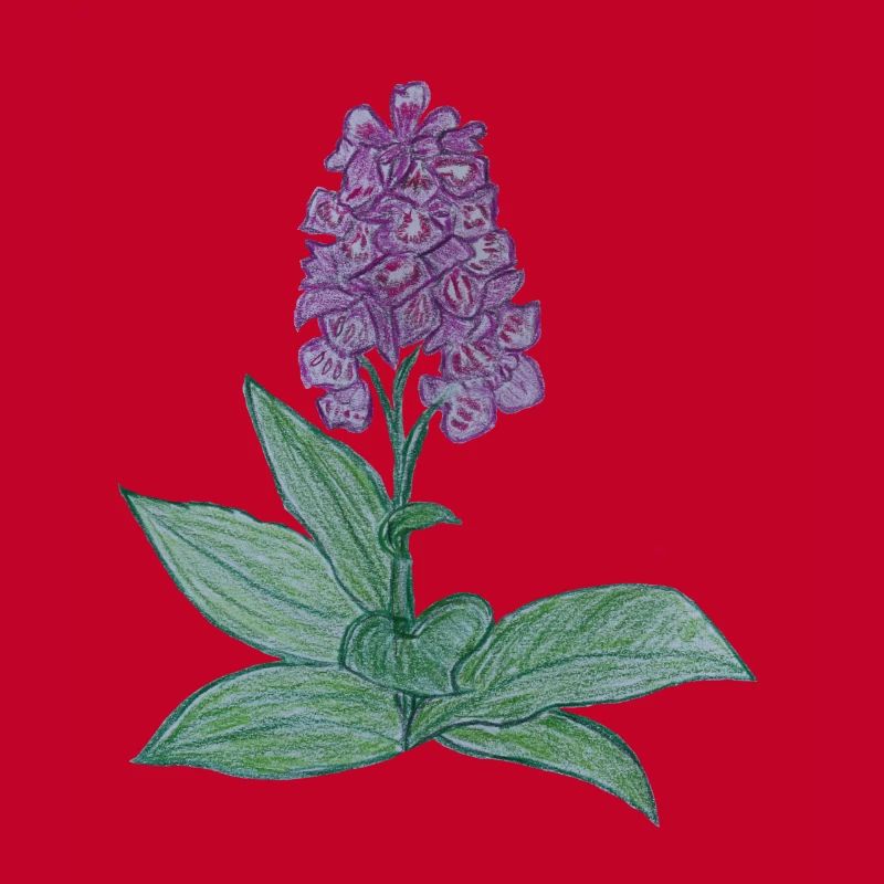 orchidée danoise