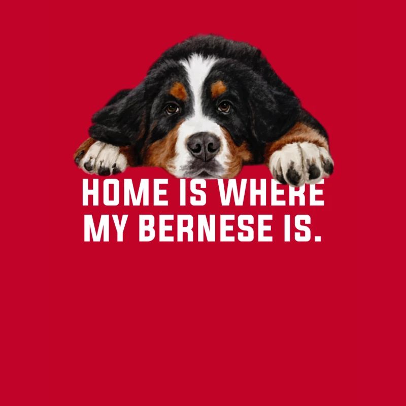 Bouvier bernois