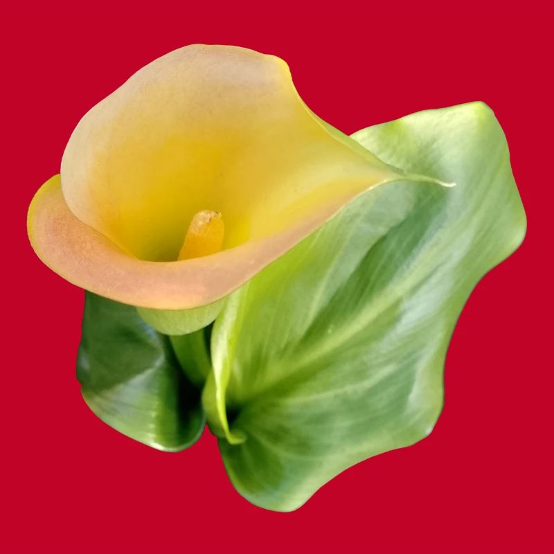LYS CALLA JAUNE
