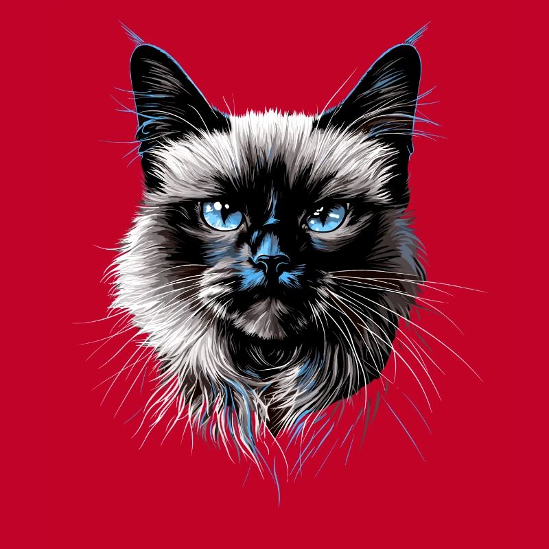 Chat Birman Chat Birman Sacré Chat Birman Mignon Chats Birmans