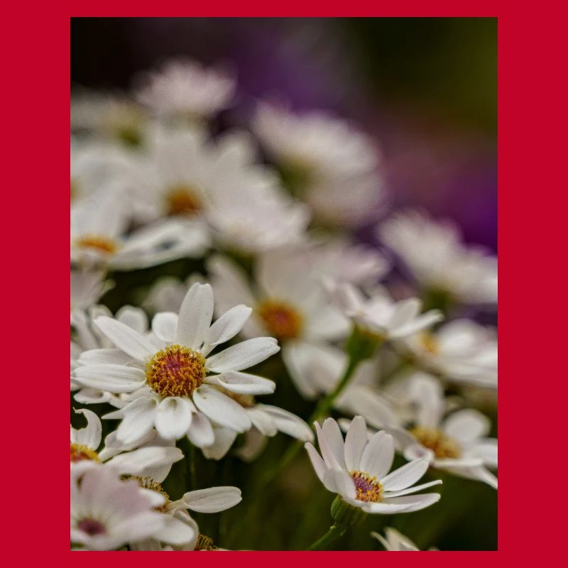 Gänseblümchen Blumen