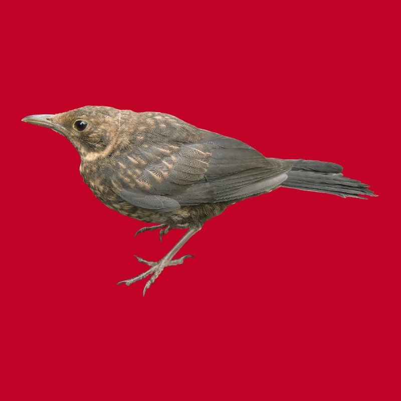 Blackbird Young Bird
