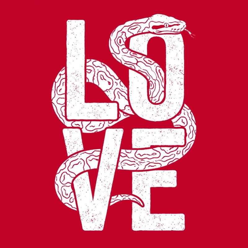 Königspython Schlangen LOVE Terrarium Python