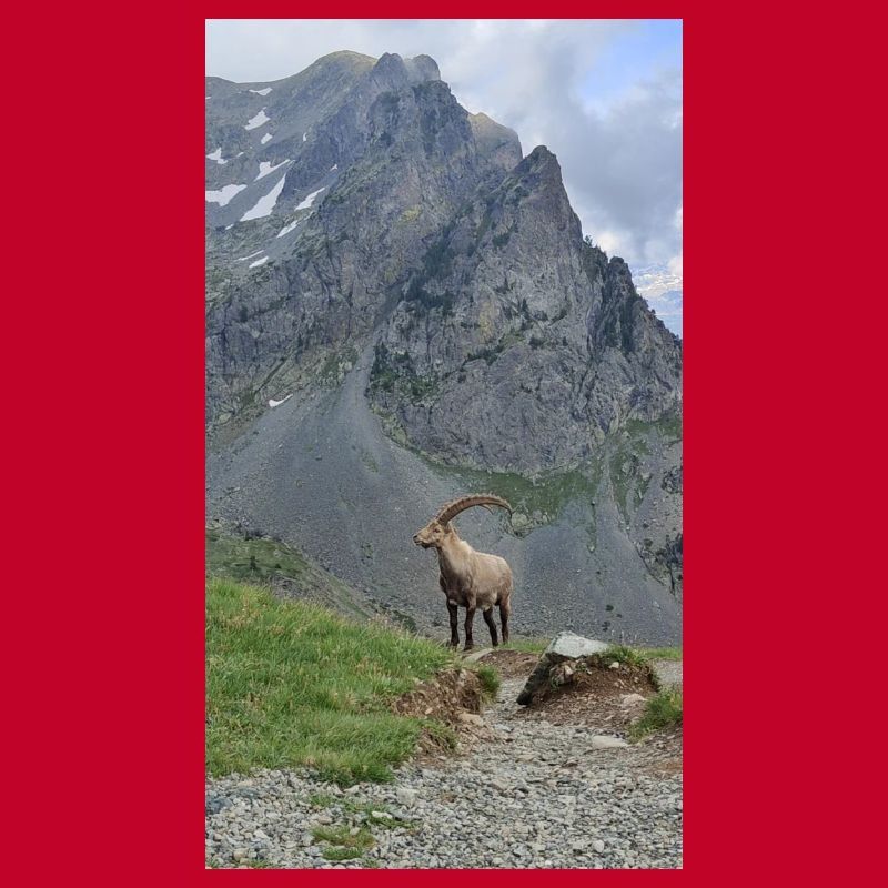 Steinbock