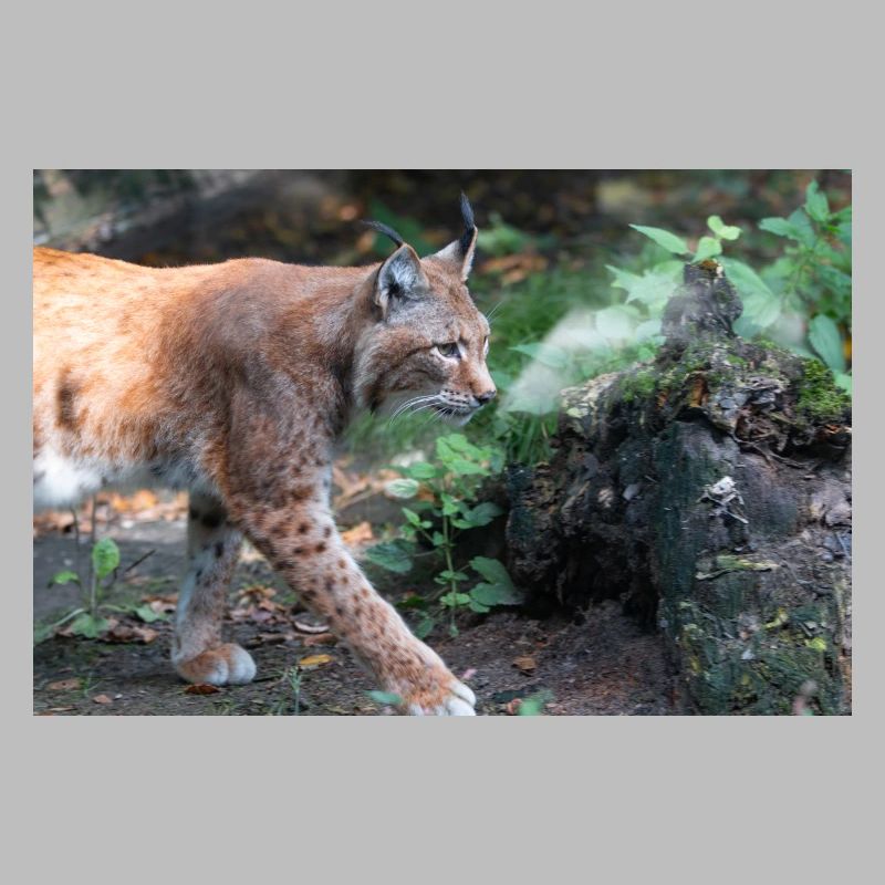 Eurasischer Luchs oder Nördlicher Luchs