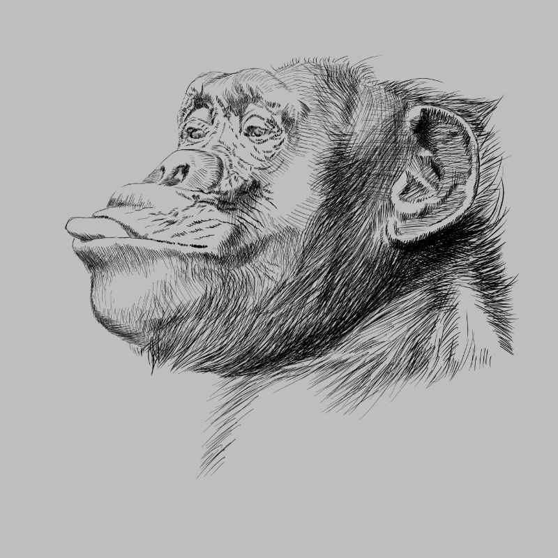 Monkey