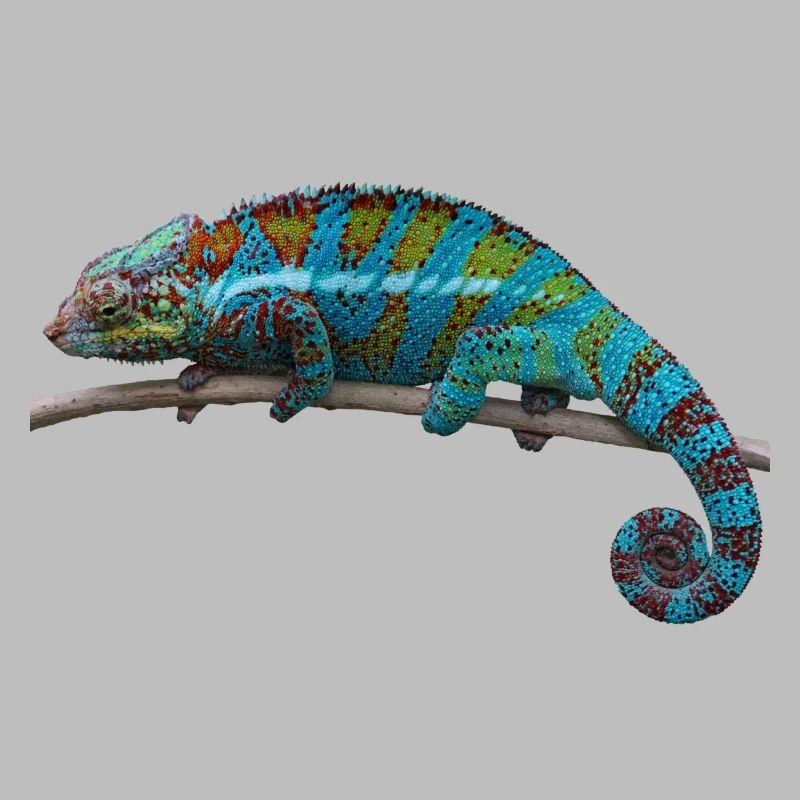 chameleon