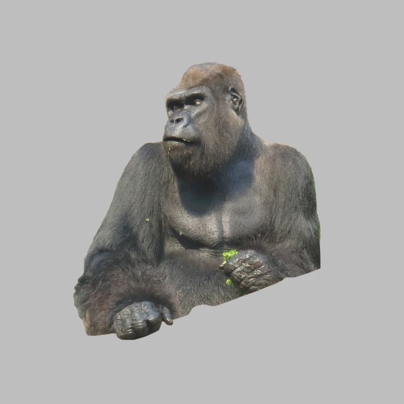 gorilla