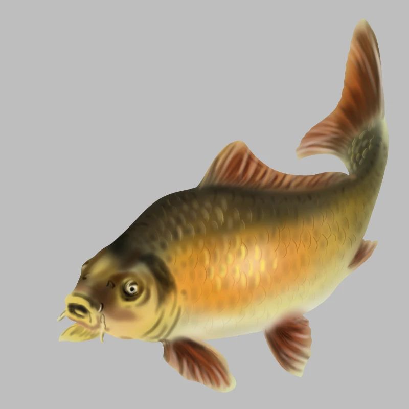 carp