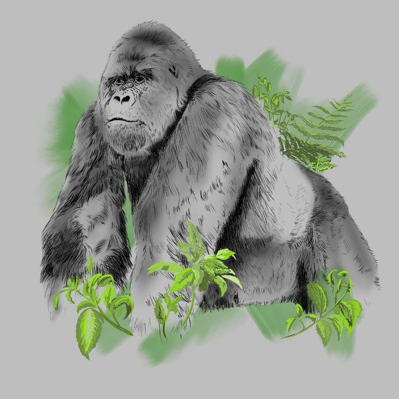 Gorilla
