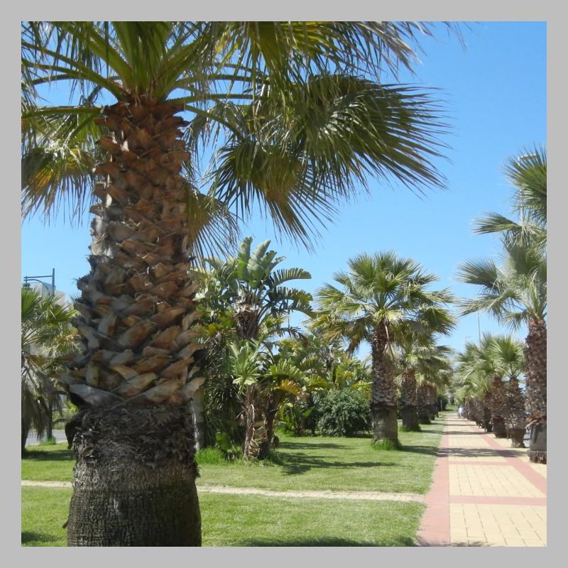 Palmen Urlaub Ferien Reise Spanien