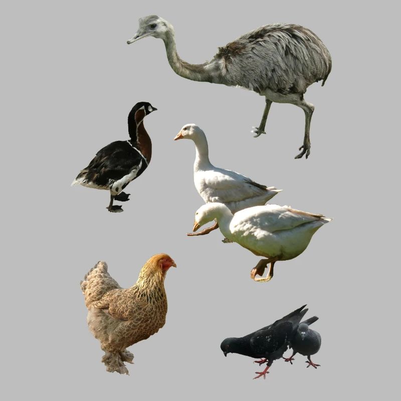 Poultry