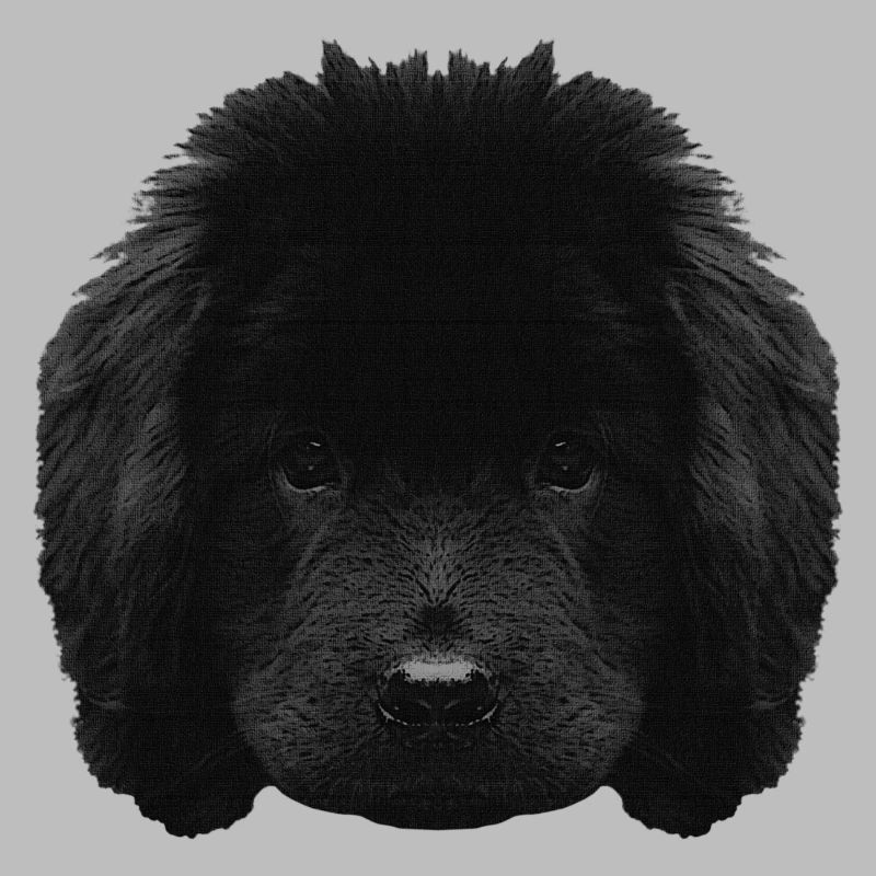 Chiot mignon, chiot Terre-Neuve, races de chiens