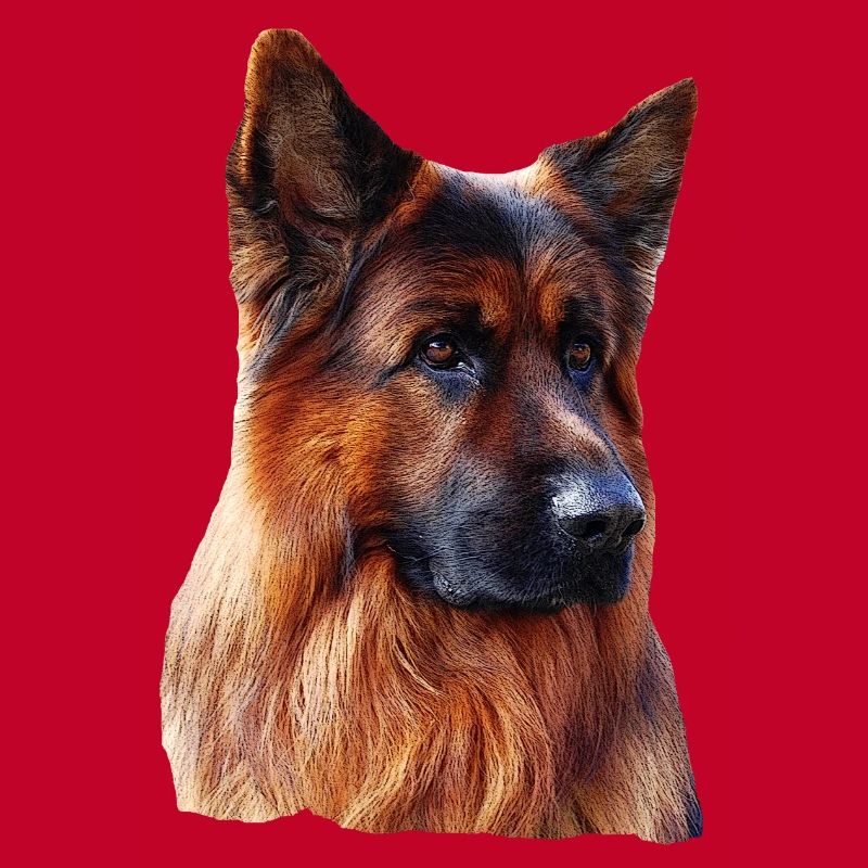 Old German Shepherd German Shepherd