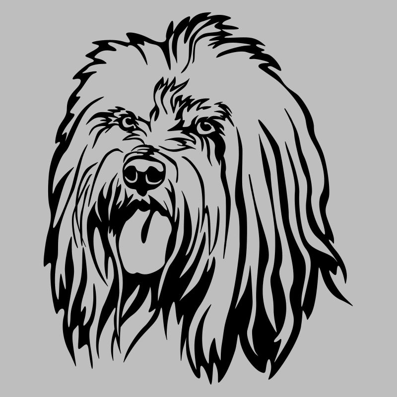 Tibet Terrier Kopf