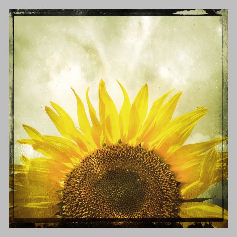Halbe Sonnenblume