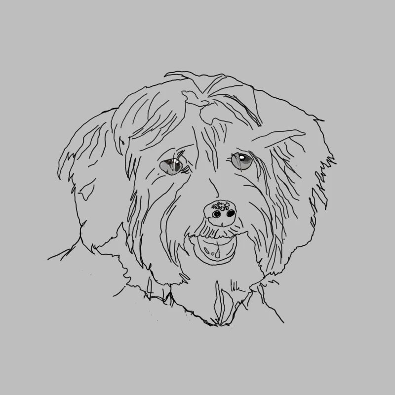 Havanese