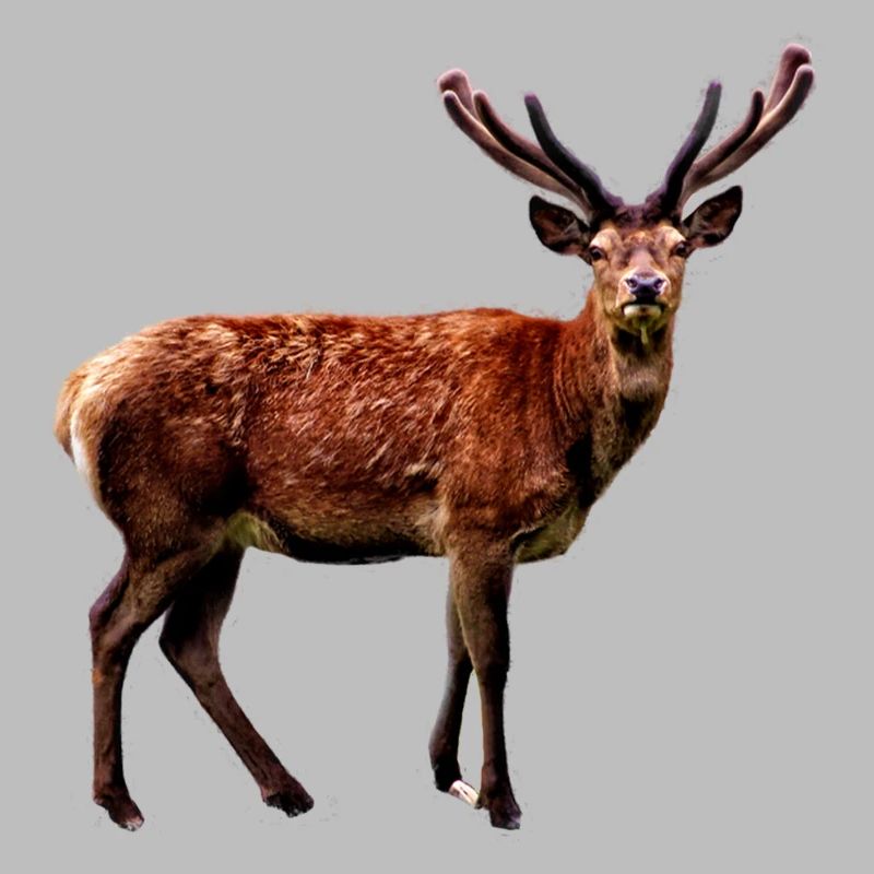 Hirsch