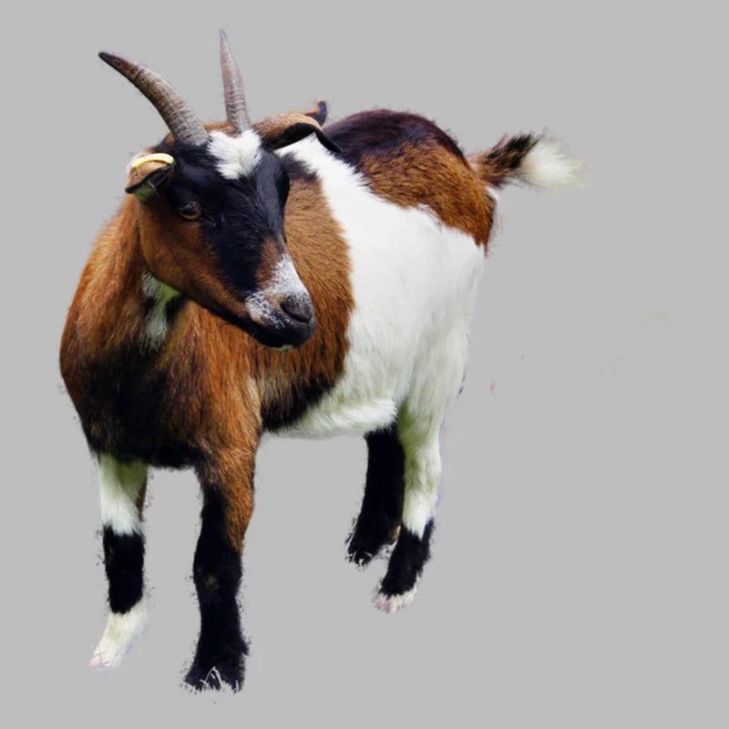 Chèvre
