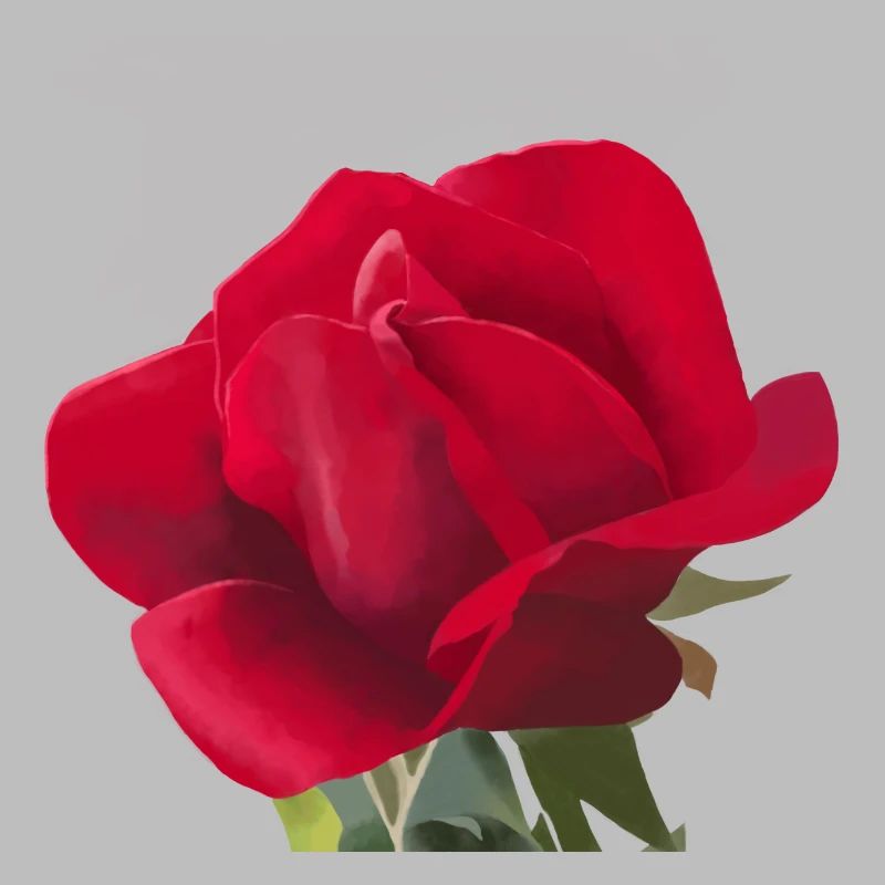 Rose rouge - Aquarelle