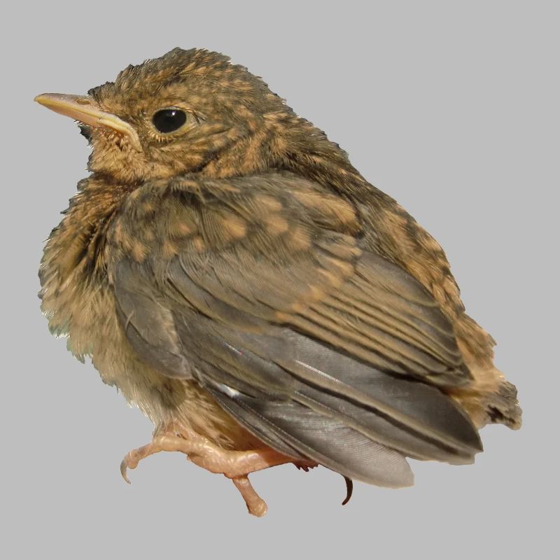 Succursale de Robin