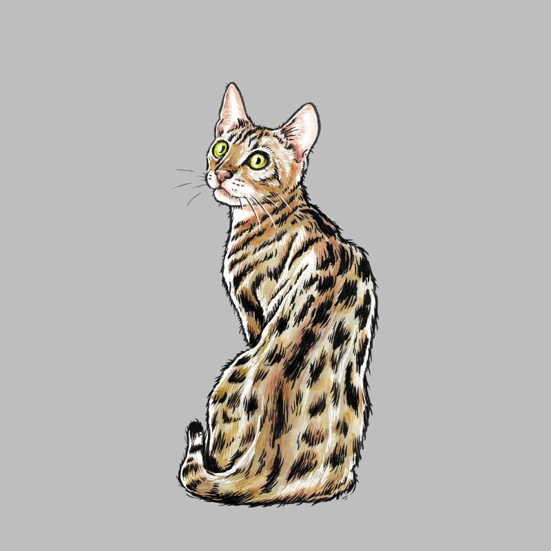 Chat du Bengale