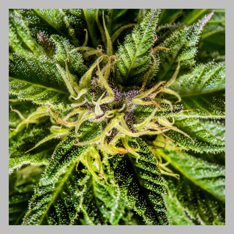 Les fleurs de cannabis, la marijuana, c’est tellement vert