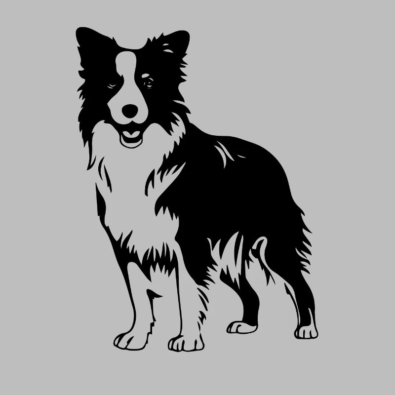 Border collie 