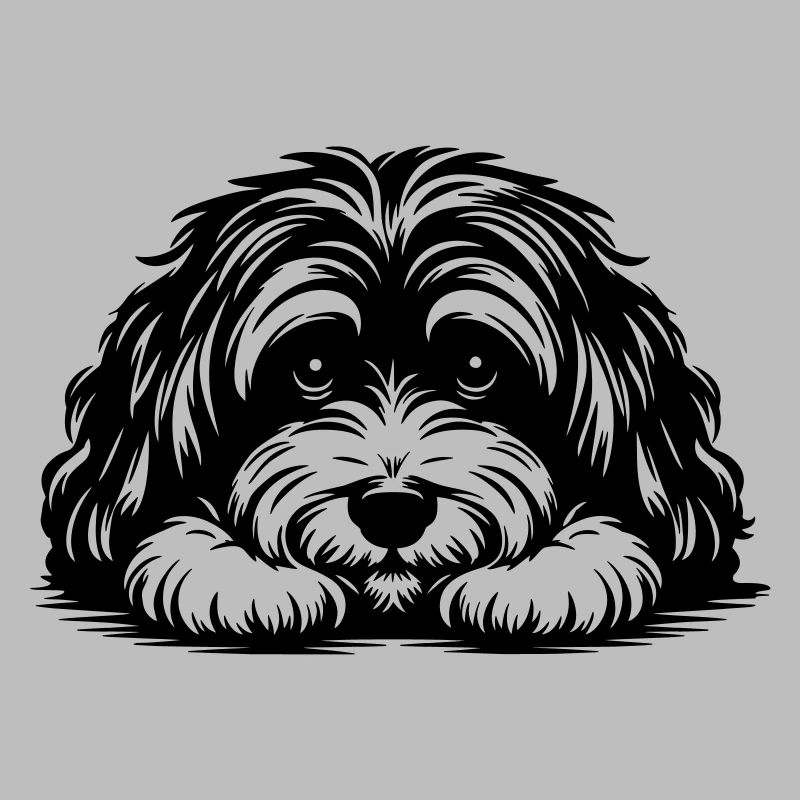 Havanese head with paws