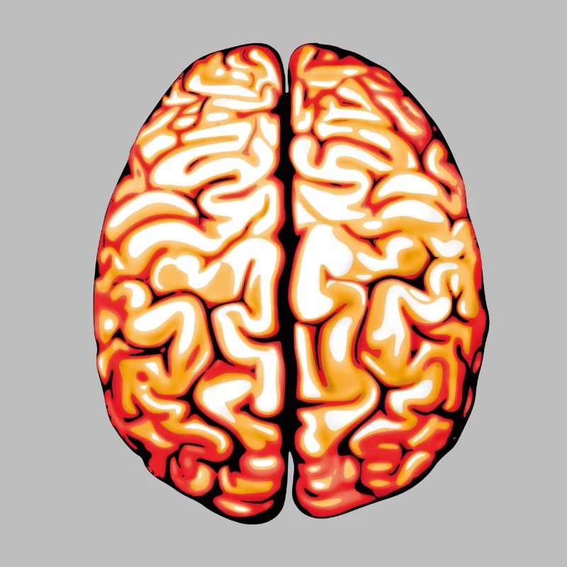 Brain in original size