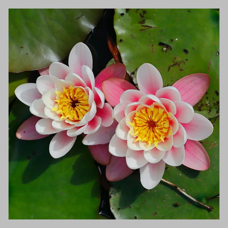 Nénuphars fleurs dans l’eau