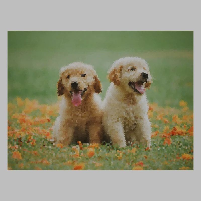 2 chiots Labrador Retriever dans le champ de fleurs