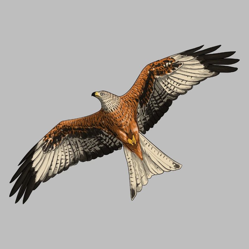 Red Kite in flight