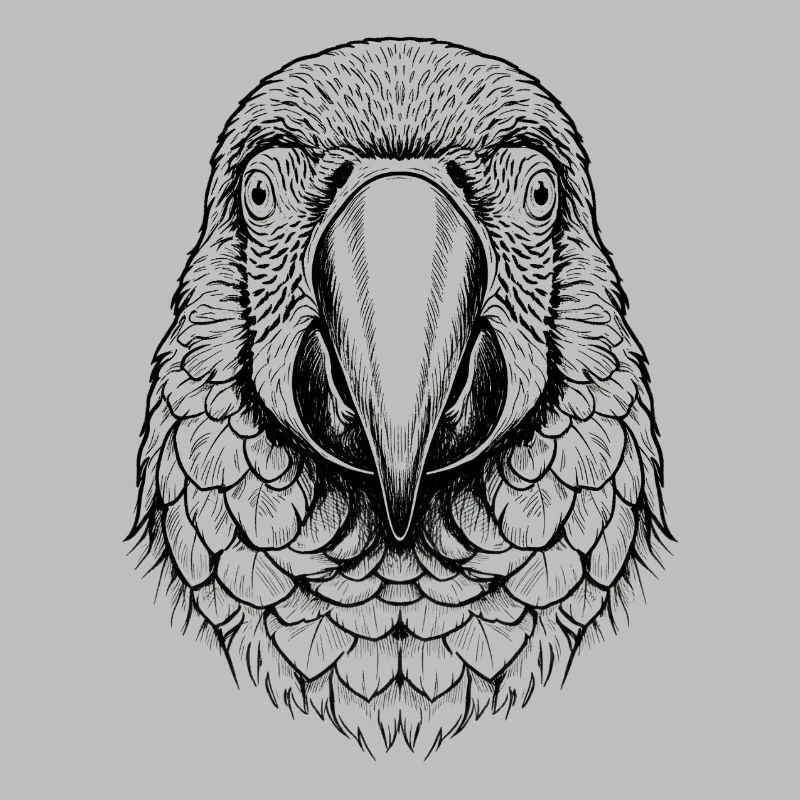 Macaw Parrot