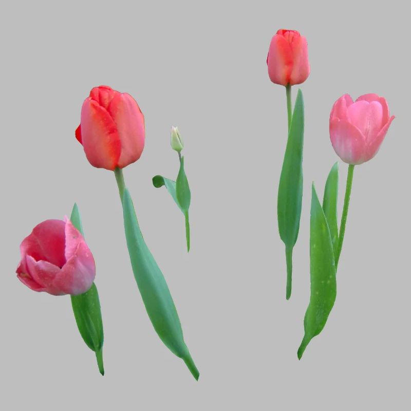 Tulipes