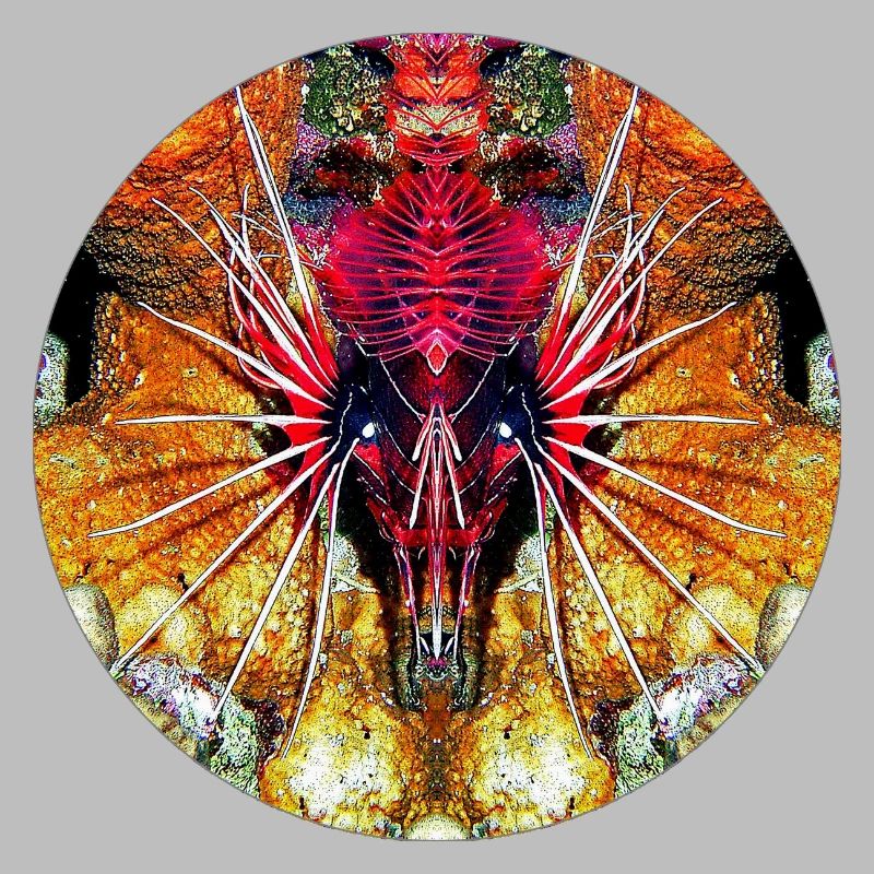 Créatures marines de la nature