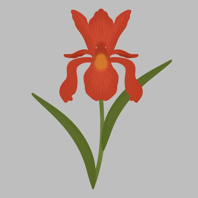 Illustration botanique d’iris