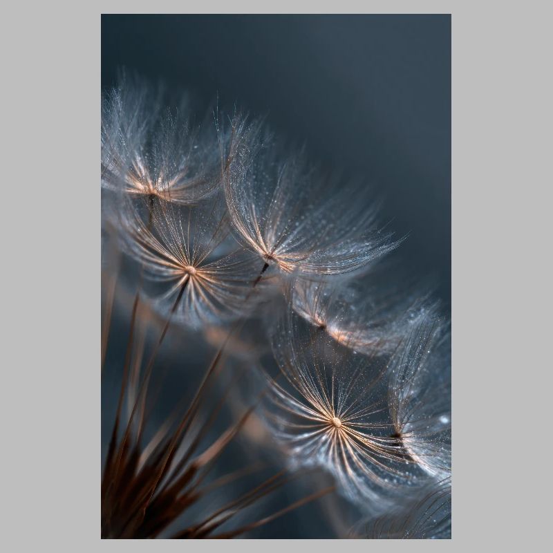 Dandelion Dewlight