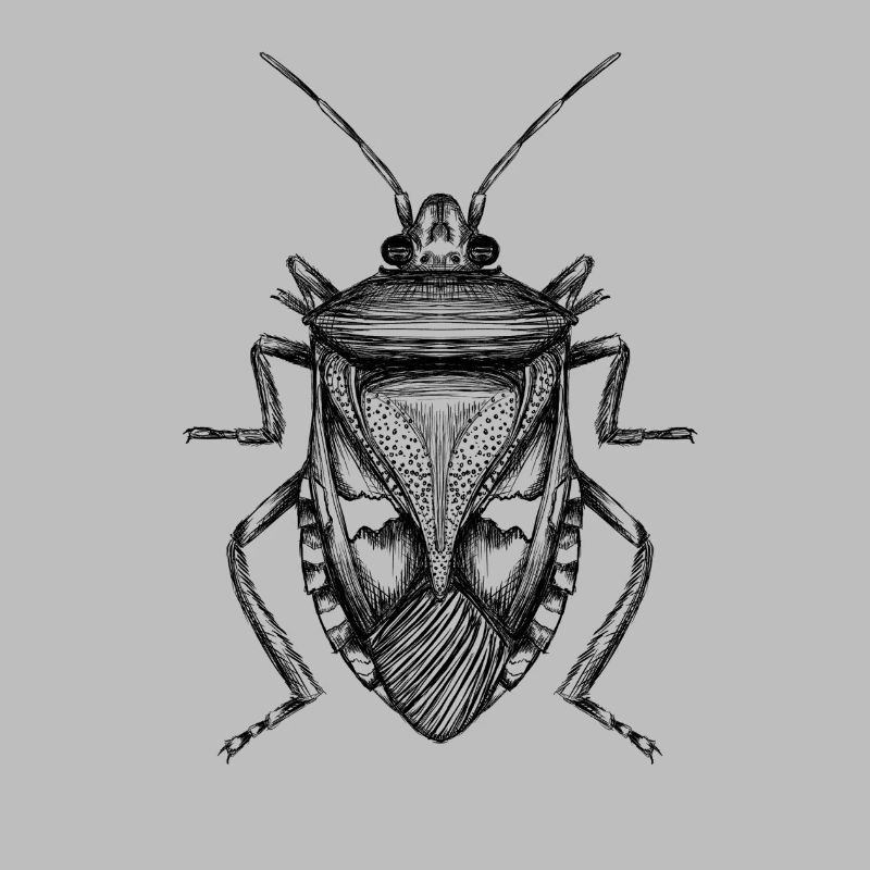 Bug