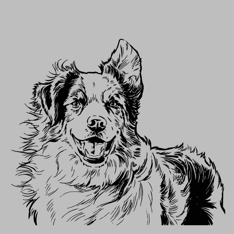 Australian Shepherd